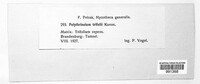 Polythrincium trifolii image